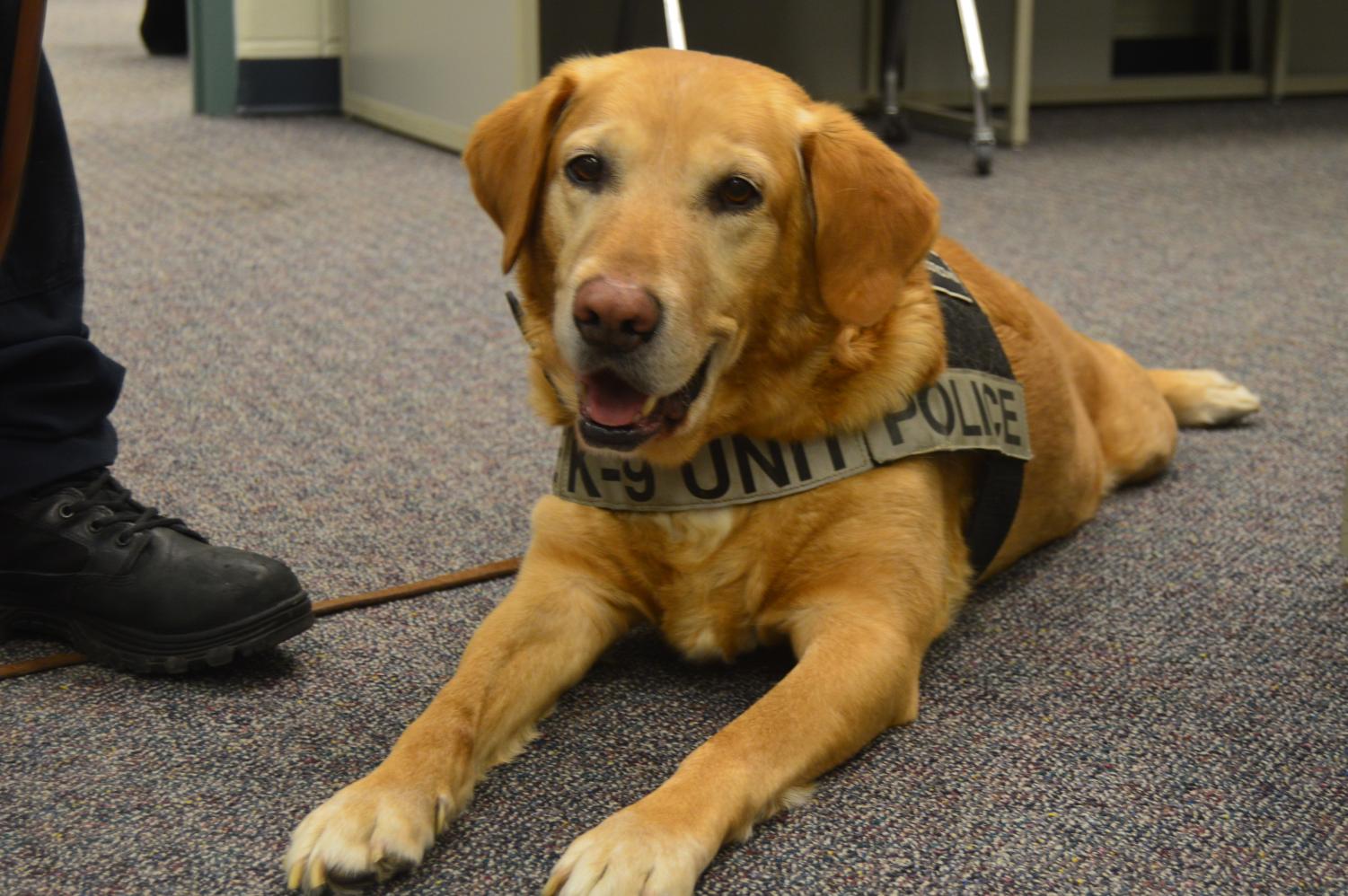 Brody rests while Officer Rather explains the duties of a drug dog and how himself and Brody became partners (Photo by Olivia Lighty).