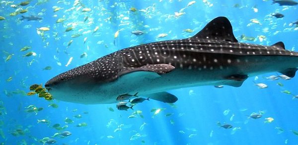 https://commons.wikimedia.org/wiki/File:Whale-shark-enhanced.jpg

30 May 2007, Zac Wolf,  Creative Commons Attribution-Share Alike 2.5 Generic license.