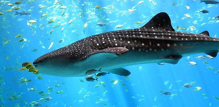 https://commons.wikimedia.org/wiki/File:Whale-shark-enhanced.jpg

30 May 2007, Zac Wolf,  Creative Commons Attribution-Share Alike 2.5 Generic license.