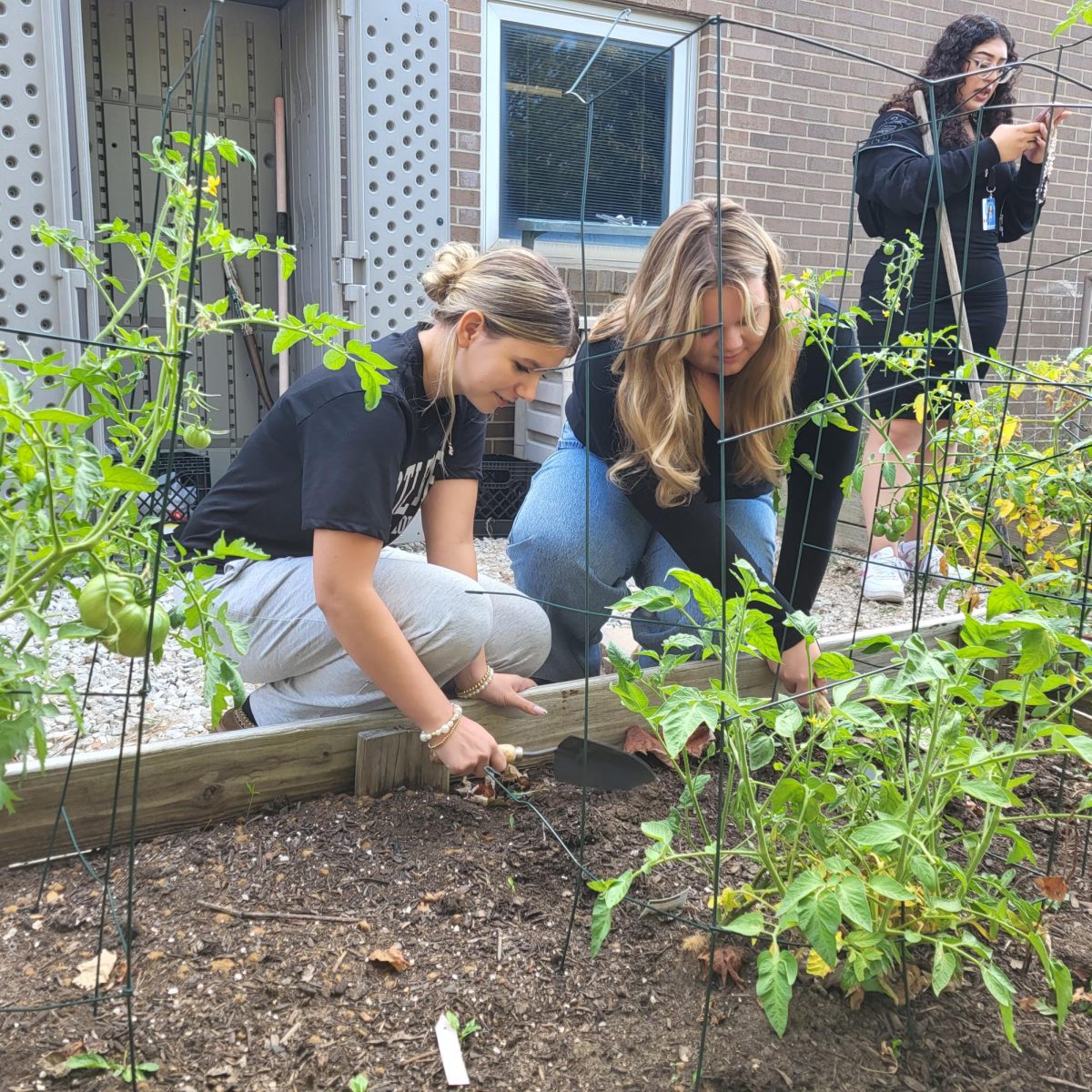 Mackenzie Cole and Lillyan Keevers work together to dig weeds from the PMHS garden.
